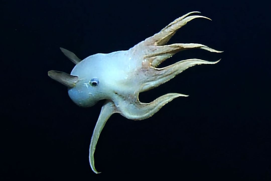 10. The Dumbo Octopus: The Adorable Deep-Sea Acrobat